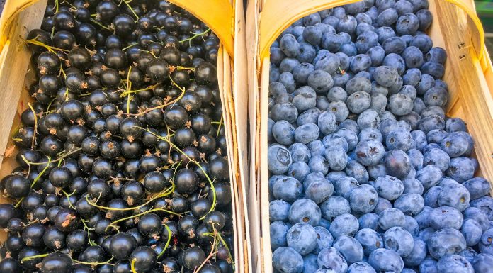 W trosce o jakość owoców miękkich