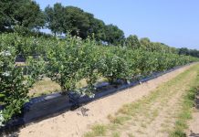 Jak utrzymać się na borówkowym rynku, tak aby produkcja była opłacalna?