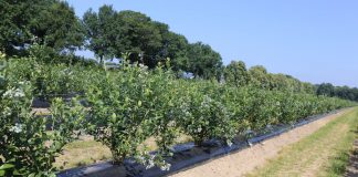 Jak utrzymać się na borówkowym rynku, tak aby produkcja była opłacalna?