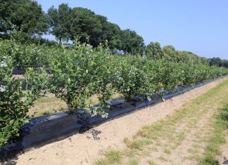 Jak utrzymać się na borówkowym rynku, tak aby produkcja była opłacalna?