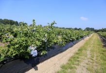 Borówka zaczyna się od podstaw. Stanowisko, woda i odmiany decydują o sukcesie plantacji (część 2)