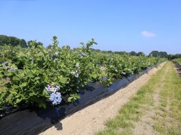 Borówka zaczyna się od podstaw. Stanowisko, woda i odmiany decydują o sukcesie plantacji (część 2)