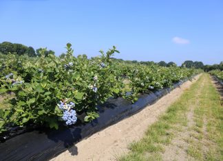 Borówka zaczyna się od podstaw. Stanowisko, woda i odmiany decydują o sukcesie plantacji (część 2)