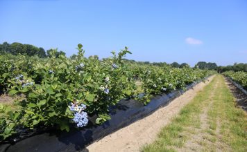 Borówka zaczyna się od podstaw. Stanowisko, woda i odmiany decydują o sukcesie plantacji (część 2)