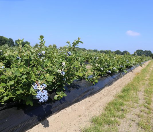 Borówka zaczyna się od podstaw. Stanowisko, woda i odmiany decydują o sukcesie plantacji (część 2)