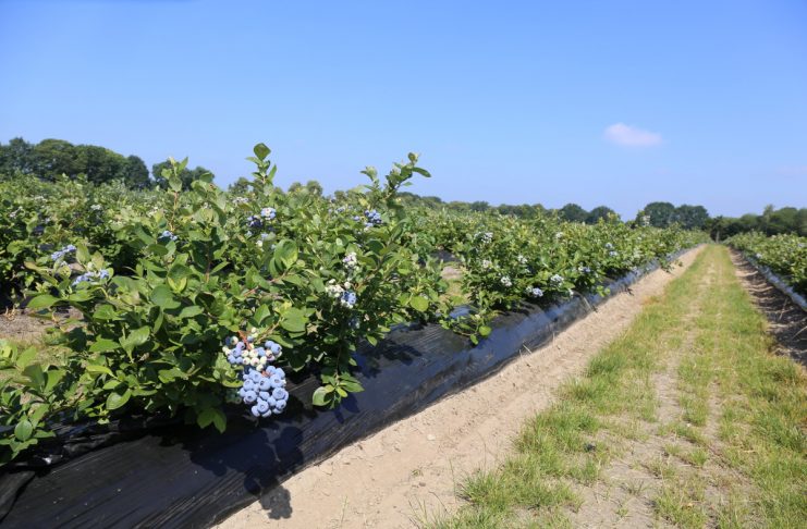 Borówka zaczyna się od podstaw. Stanowisko, woda i odmiany decydują o sukcesie plantacji (część 2)