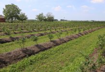 Borówki z południowej półkuli w natarciu