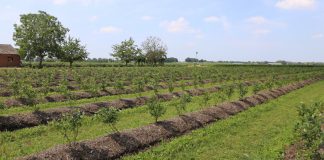 Borówki z południowej półkuli w natarciu