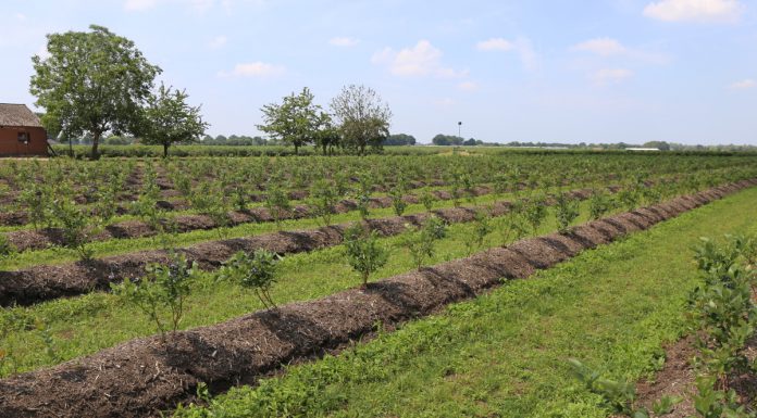 Borówki z południowej półkuli w natarciu