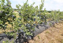 Przygotowanie borówki amerykańskiej do spoczynku zimowego