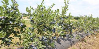 Ochrona borówki przed szkodnikami