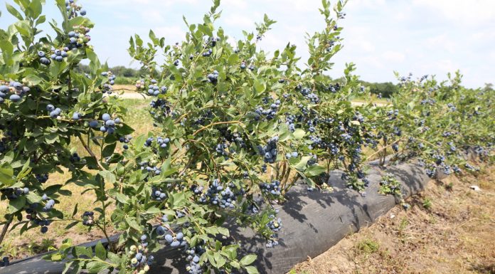 Ochrona borówki przed szkodnikami