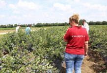 Jagodowe trendy w Holandii (cz. II) – borówka, porzeczka i malina