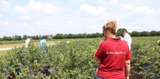Jagodowe trendy w Holandii (cz. II) – borówka, porzeczka i malina