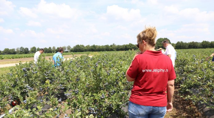 Jagodowe trendy w Holandii (cz. II) – borówka, porzeczka i malina