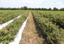 O borówkach w globalnym ujęciu