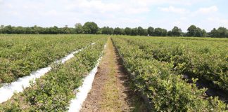 O borówkach w globalnym ujęciu