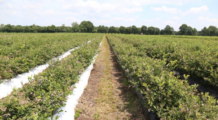 O borówkach w globalnym ujęciu