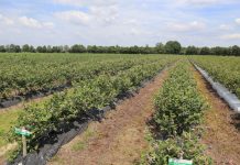 Rośnie eksport borówek z USA