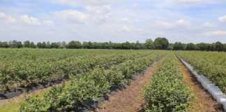 Rośnie eksport borówek z USA