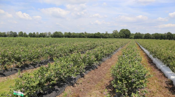 Rośnie eksport borówek z USA