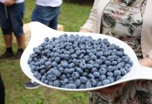 Sondaż Kantar: 17% Polaków jadło borówki w lutym!