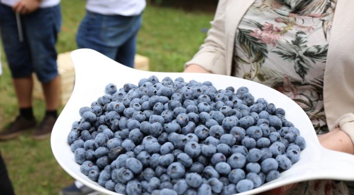 Sondaż Kantar: 17% Polaków jadło borówki w lutym!