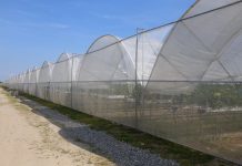 Wspomaganie ochrony chemicznej w uprawie truskawek pod osłonami