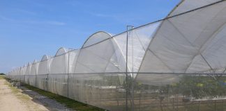 Wspomaganie ochrony chemicznej w uprawie truskawek pod osłonami