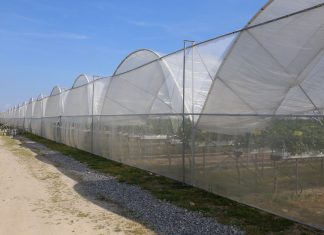 Wspomaganie ochrony chemicznej w uprawie truskawek pod osłonami