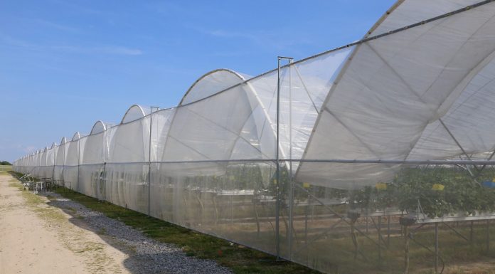 Wspomaganie ochrony chemicznej w uprawie truskawek pod osłonami