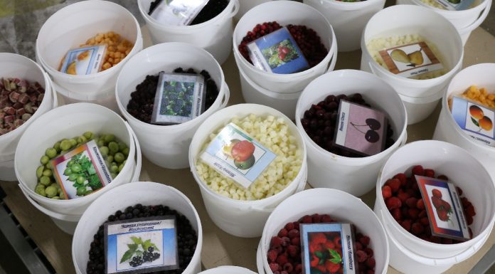 Ile importujemy malin z Ukrainy?