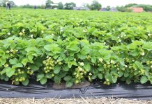 Regulator wzrostu dla truskawek – czy warto?