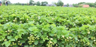 Regulator wzrostu dla truskawek – czy warto?