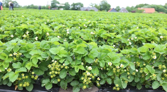 Regulator wzrostu dla truskawek – czy warto?