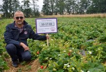 Nowa odmiana truskawki powtarzająca owocowanie