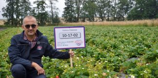 Nowa odmiana truskawki powtarzająca owocowanie