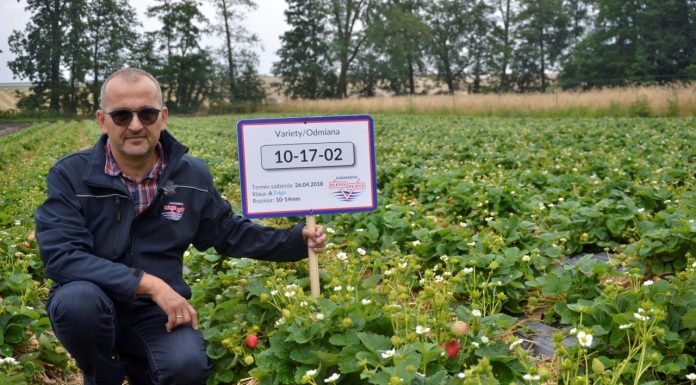 Nowa odmiana truskawki powtarzająca owocowanie