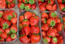 Odmiana powtarzająca owocowanie ‘Florina’ sprawdzona w uprawie