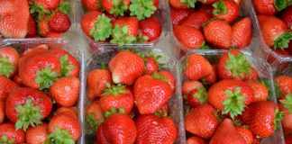 Odmiana powtarzająca owocowanie ‘Florina’ sprawdzona w uprawie