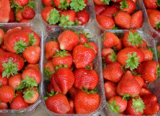 Odmiana powtarzająca owocowanie ‘Florina’ sprawdzona w uprawie