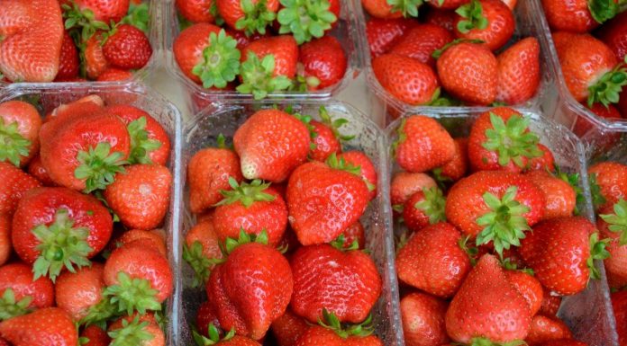 Odmiana powtarzająca owocowanie ‘Florina’ sprawdzona w uprawie