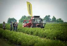 Pokaz zbioru jagody kamczackiej