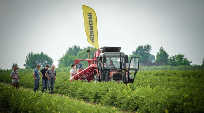 Pokaz zbioru jagody kamczackiej