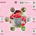 Program odżywiania roślin jagodowych TIMAC 2016_v1.44P_malina_jesienna