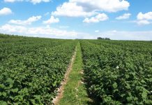 Odżywianie malin w okresie okołozbiorczym