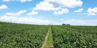 Odżywianie malin w okresie okołozbiorczym