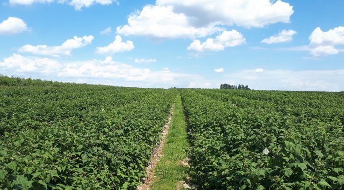 Odżywianie malin w okresie okołozbiorczym