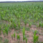 największy wpływ 3 miesięcznej suszy widać było na polach gdzie posiano kukurydzę