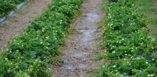 Włosi liczą straty spowodowane przez pogodę